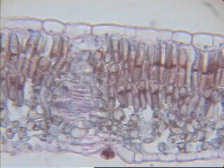 Parnquima cloroflico en empalizada visto a microscopio de fondo claro. Imagen De Mier y Leva.