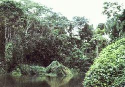 Biodiversidad tropical