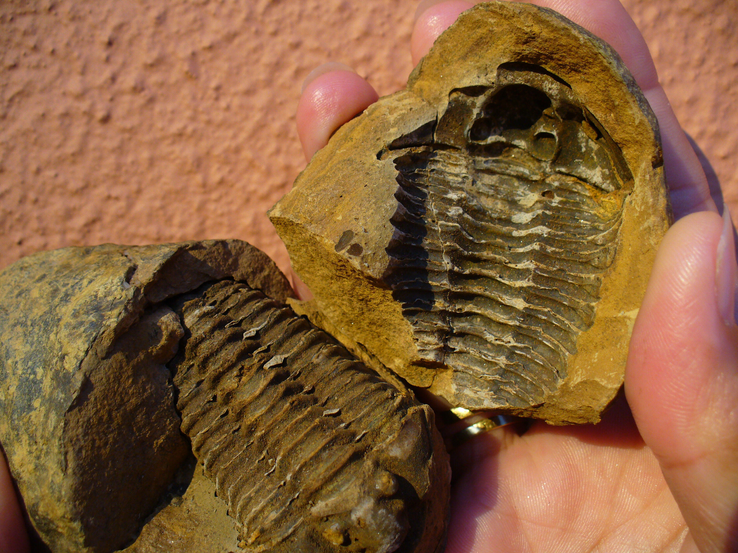 Fsil de Trilobites y su huella en la roca donde se form. Imagen De Mier y Leva.
