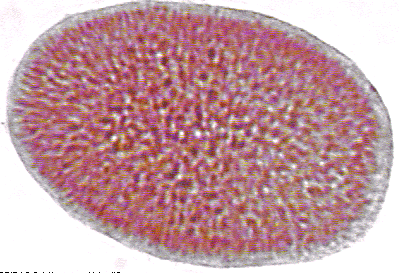 Larva plnula de esponjas