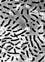 Chlorobium es una bacteria que realiza la fotosntesis.