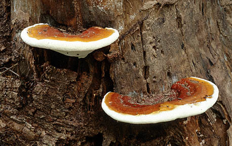 Ganoderma aplanatum es parsito de rboles