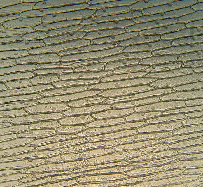 Epidermis de cebolla vista al microscopio ptico. Imagen tomada de http://www3.unileon.es/personal/wwdbvmgg/practicasconsusfotos/practicas1y2/fotosacomprimirpracticas1y2/ep18.jpg