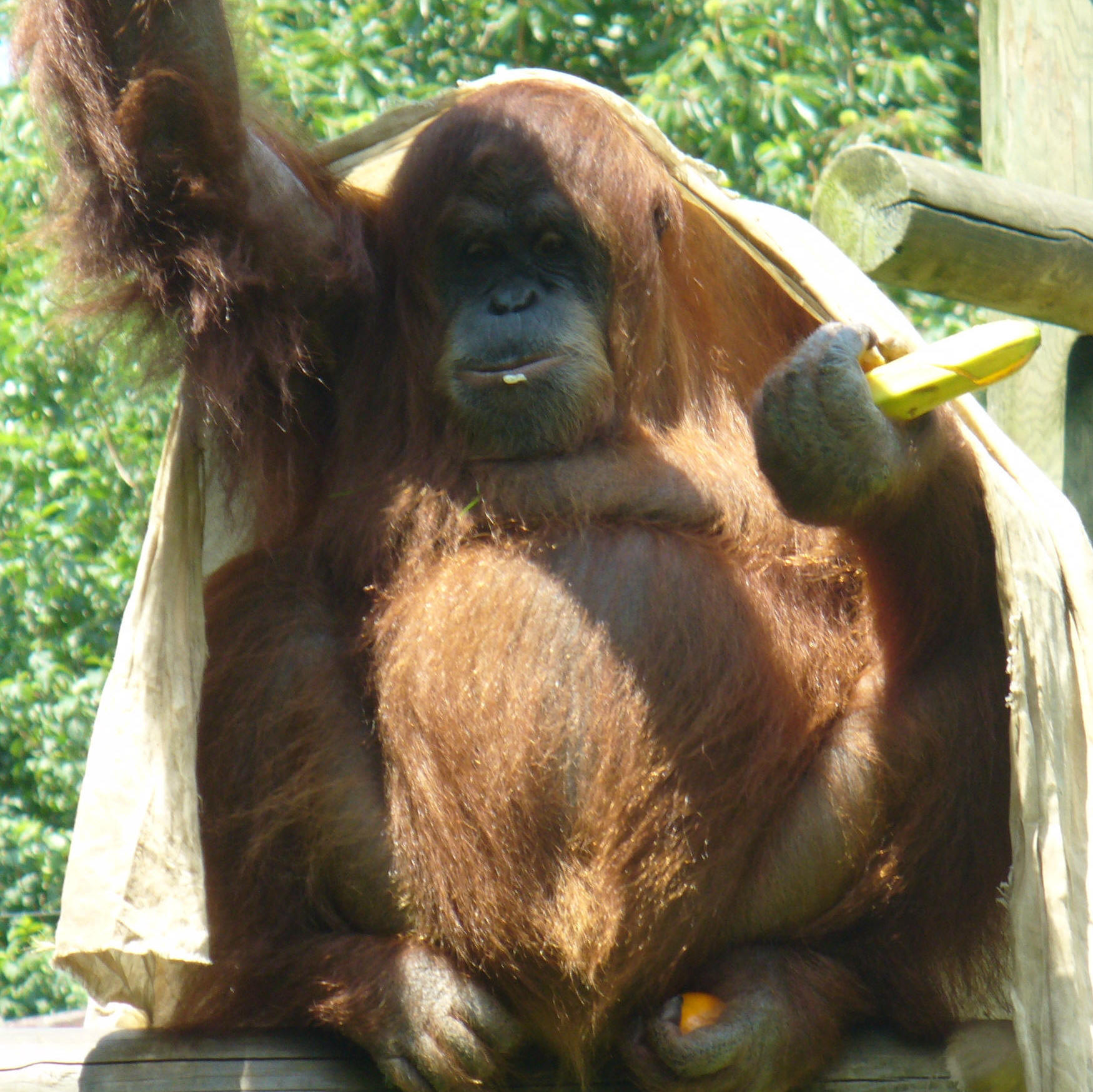 Orangutn curioso.