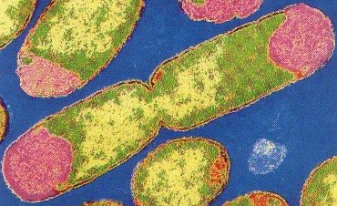 Dos bacilos recin formados, a partir de una biparticin. Imagen tomada de http://iris.cnice.mecd.es/biosfera/alumno/1bachillerato/organis/imagenes/binaryfission.jpg