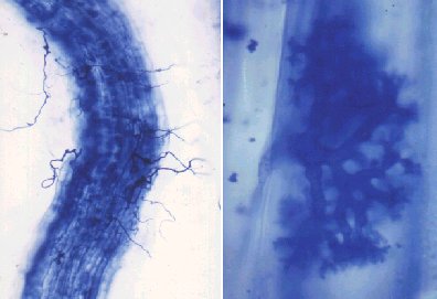 Rhizobium en las races de una planta