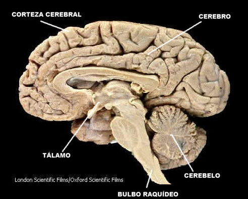 El encfalo lleva a cabo las funciones ms importantes de nuestro Sistema Nervioso. Tomada de Oxford Scientific Films.