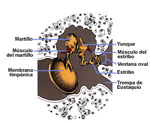 Estructura del oido medio, con el tmpano y los huesecillos. Tomada de salud.discoveryespanol.com