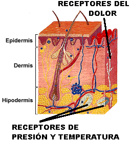 La piel es un rgano muy complejo que alberga a los receptores del tacto y del dolor. Adaptada de salud.discoveryespanol.com