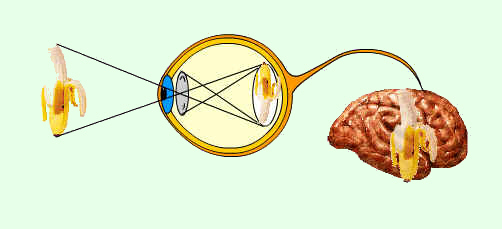 La imagen que se forma sobre la retina es invertida y de menor tamao que la realidad; en la retina se genera un impulso elctrico que llega a la corteza visual donde se produce la sensacin de ver. Tomada de salud.discoveryespanol.com