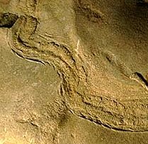 Pista de reptaci&oacute;n de trilobites (cruziana). Tomada de www.aloha.net