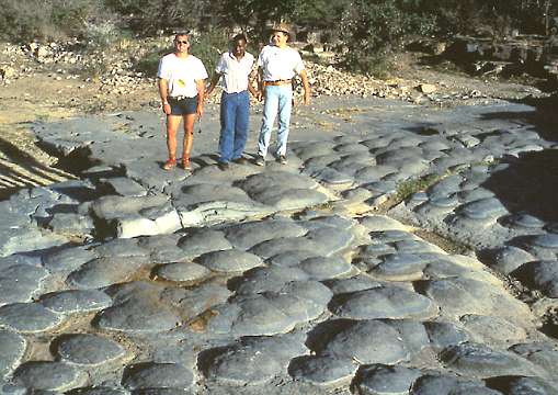 "Estromatolitos fsiles australianos de hace 2700 ma. Tomada de members.tripod.com/sedimentario/id4.htm." 