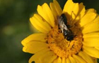 Abeja