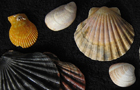 Conchas