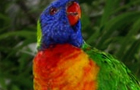 Loro