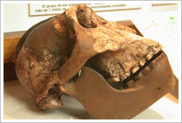 Cráneo de Australopitecus. Banco de imágenes del ITE